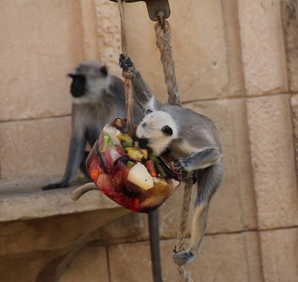 2016-07-20 11-06-11 Hulman-Langur knabbert an Eistorte.jpg